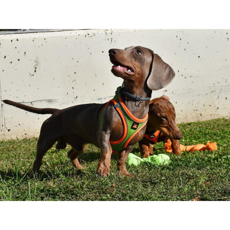 Nayeco X-TRM Neo Verde Peitoral para cães,  Imagem número 2 Nayeco X-TRM Neo Verde Peitoral para cães, , large Imagem número 2